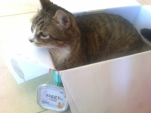 Le chat tabby d'un client dans une boîte à côté d'une conserve de Pâtée Chat Adulte Diabète.