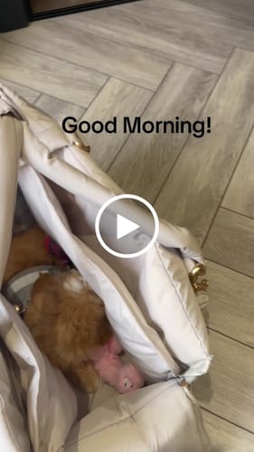 Customer video review of Hazelnut┃The Puffer Carrier