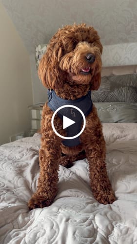 Customer video review of Midnight┃Bouclé Adjustable Harness