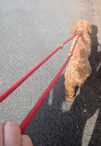 Customer photo review of Dog Rope Training Leads