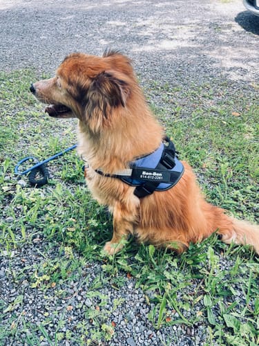 Customer's fluffy dog sitting in the grass while wearing a blue and black Dogshood harness.