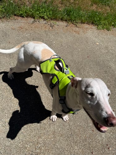 Customer photo review of Escape proof Harness (3 Strap)