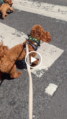 Customer video review of Hazelnut┃Studio Hands-Free Loop Lead
