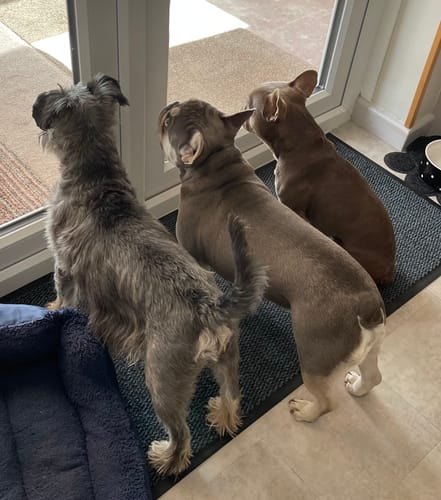 Customer photo review of Canagan Grass Fed Lamb Grain Free Dog Food