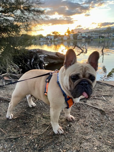 Customer photo review of ColorPop Lightweight X Harness for Dogs – No-Choke Trachea Protection, Single or Leash Set Available