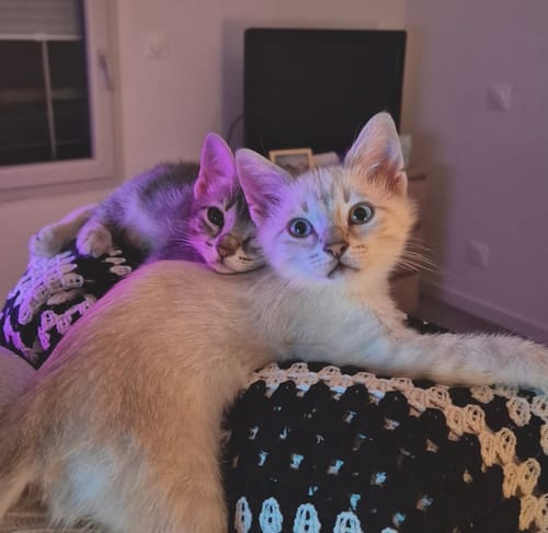 Les deux jolis chatons d'un client, qui adorent les croquettes pour chaton, se câlinant dans un intérieur.
