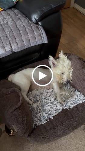 Customer video review of Chocolate | The Cosy Car Seat