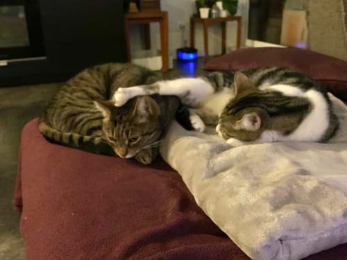 Les deux chats en excellente santé d'un client se reposant tendrement ensemble sur un canapé.