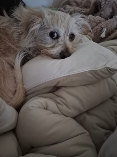 Customer photo review of MarshMellow Comforter