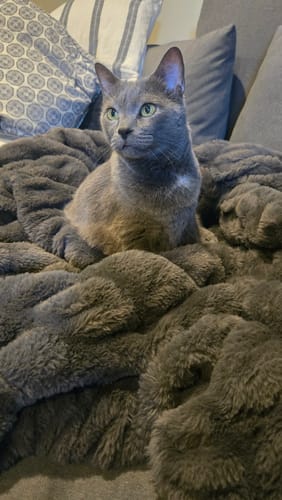 Customer's cat nestled on a dark, plush Hugs blanket on a couch.