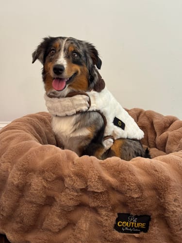 Customer's happy dog wearing the soft cream and dark brown Pet Vest while sitting in a plush dog bed.