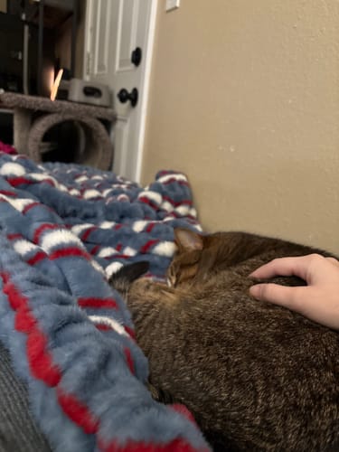 Customer petting their cat as it snuggles into the soft Hugs Patriotic Stripe Blanket.