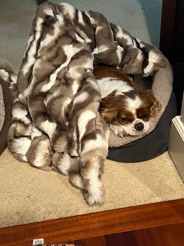 Reviewer's dog naps in its bed, snuggled up with the fluffy Cloudy Day Brown Pet Blanket.