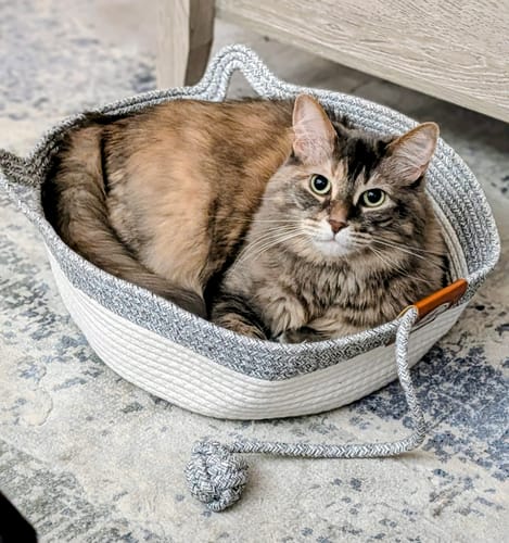 Customer photo review of Instinct Basket | Meet the first research-backed natural territory for indoor cats