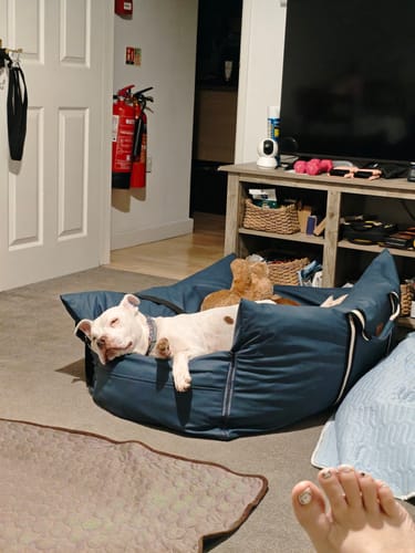 Customer's happy dog sleeping comfortably in the blue Dog Dock V2 inside a living room.