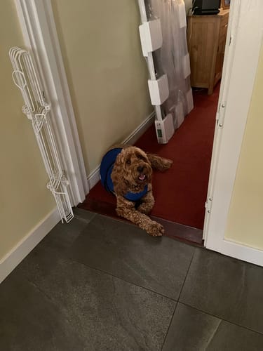 Customer photo review of Cooling Dog Coat / Vest