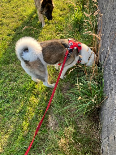 Customer photo review of Dog Harness - 2-Strap Design, 3-colours