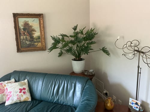 Customer photo review of Philodendron Kunstplant 75cm