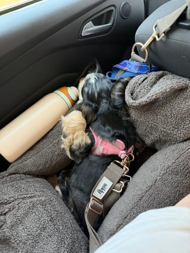 Customer photo review of Chocolate | The Cosy Car Seat