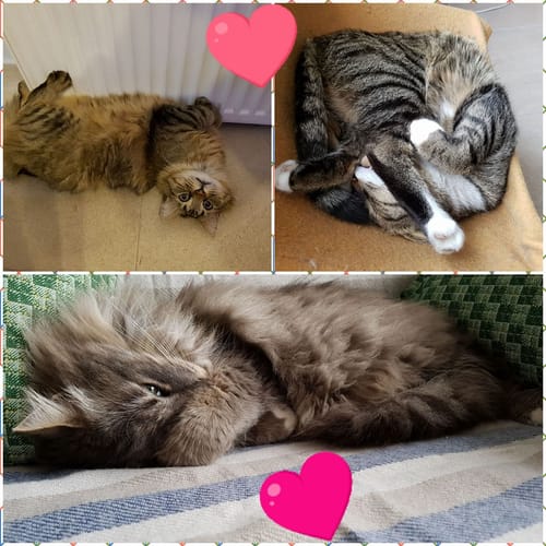Photo du client montrant ses trois chats satisfaits après avoir dégusté la Pâtée Jour de Fête.