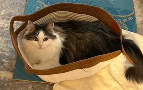 Customer photo review of Instinct Basket | Meet the first research-backed natural territory for indoor cats