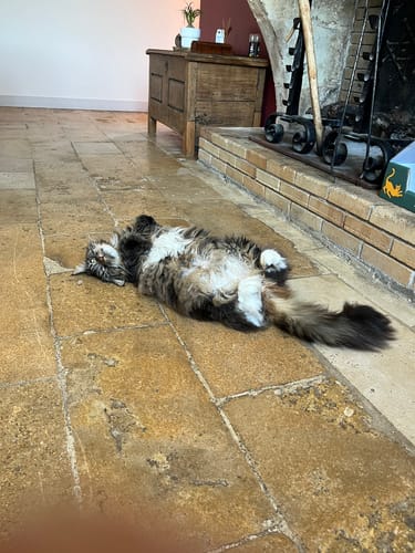 Avis d'un client : son chat Maine Coon à poil long allongé sur le dos, montrant son ventre et son pelage magnifique.