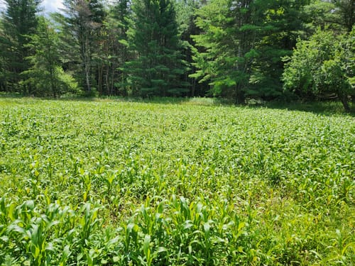 Reviewer's food plot planted with Summer Bulk, showing dense green growth in a field backed by trees.