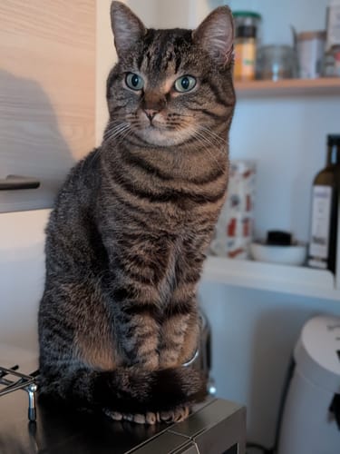 Le chat tigré d'un client, au poil brillant, assis sur un meuble de cuisine.