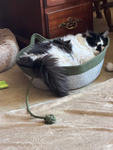 Customer photo review of Instinct Basket | Meet the first research-backed natural territory for indoor cats