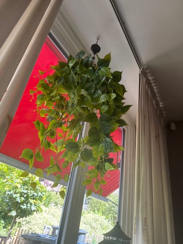 Customer photo review of Philodendron Kunst Hangplant 90cm