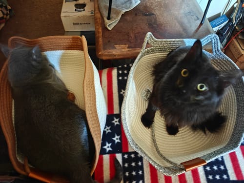 Customer photo review of Instinct Basket | Meet the first research-backed natural territory for indoor cats