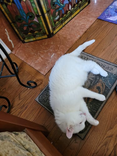 Customer photo review of Chaos Maker - Luxury Cat Scratching Board