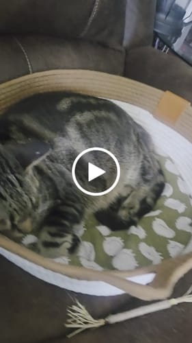 Customer video review of Instinct Basket | Meet the first research-backed natural territory for indoor cats
