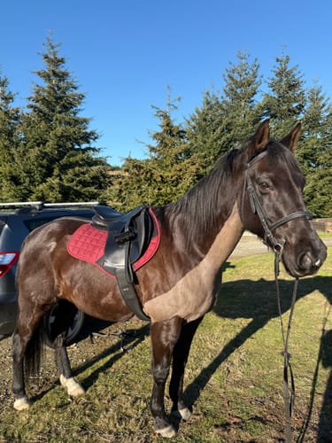 Customer photo review of Weatherbeeta Ultra Grip Jump Saddle Pad
