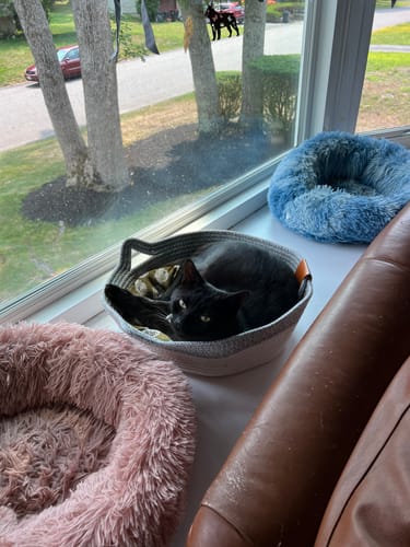 Customer photo review of Instinct Basket | Meet the first research-backed natural territory for indoor cats
