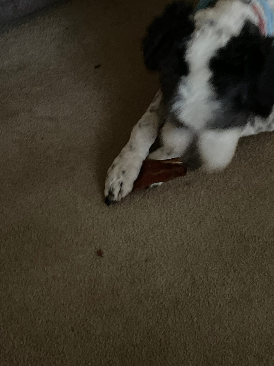 Customer photo review of 6" Gullet Strips For Dogs
