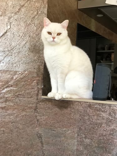 Le chat blanc et duveteux d'un client, Ziggy, assis sur un rebord en hauteur dans une cuisine.
