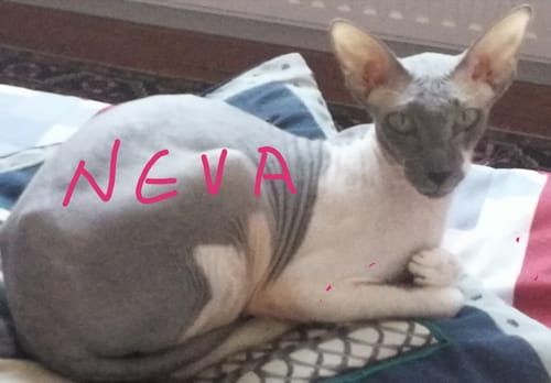 Un client partage la photo de son chat Sphynx, qui se remet à bien manger la Pâtée au Poulet.