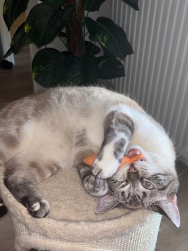 Chat d'un client allongé sur le dos sur un arbre à chat, mordillant sa Peluche Ziggy orange.