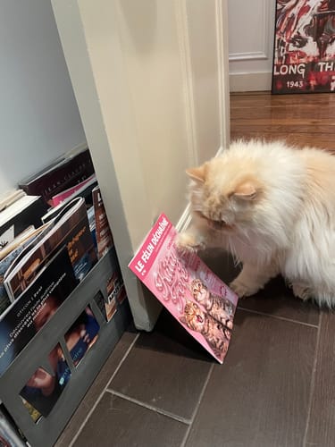 Le chat du client, un animal crème et duveteux, touche un magazine rose avec sa patte sur un sol carrelé.