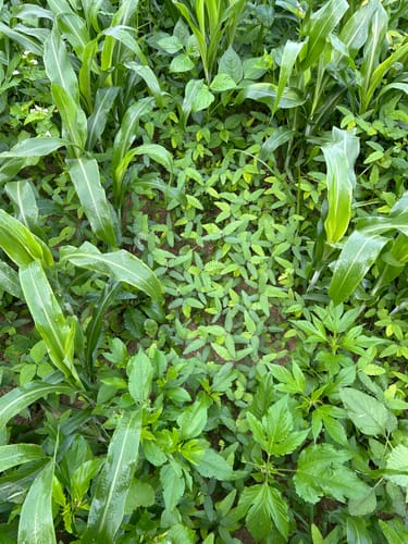 Customer's Summer Bulk food plot showing lush green growth and an area where deer have been feeding.