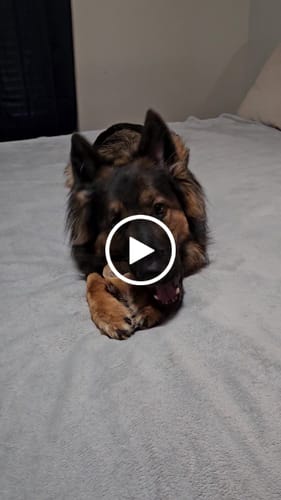 Customer video review of Smoked Beef Marrow Bone