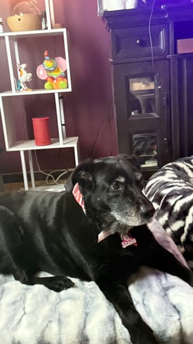 Customer's black dog with a grey muzzle lying on the plush Cloudy Day Blue Pet Crate Pad in a living room.