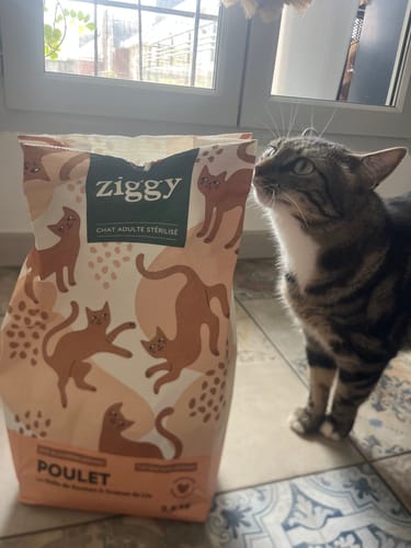 Un client montre un chat tigré reniflant le sac de Croquettes Chat Stérilisé au Poulet.