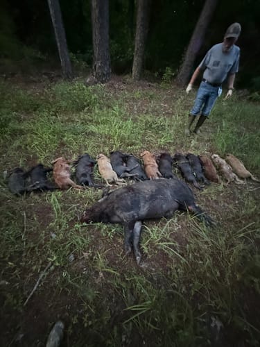 Customer photo review of Pig Brig Trap System