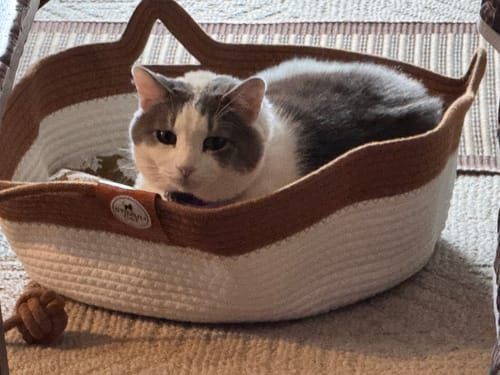 Customer photo review of Instinct Basket | Meet the first research-backed natural territory for indoor cats