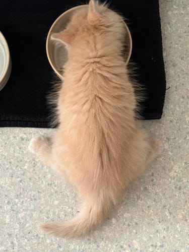 Le chaton d'un client, vu de dessus, mangeant les Croquettes Chaton Sans Céréales dans une gamelle.