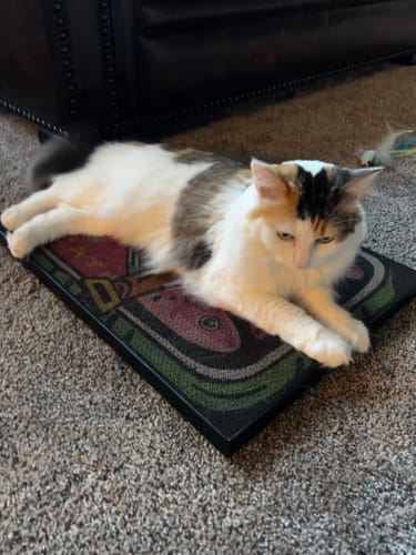 Customer photo review of Sardine Tin - Luxury Cat Scratching Board