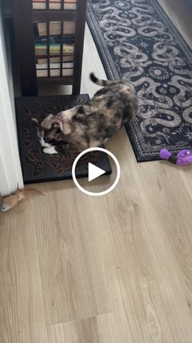 Customer video review of Asian Tiger - Luxury Cat Scratching Board