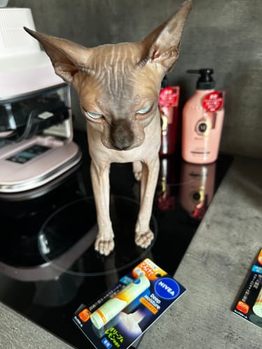 Customer's hairless cat standing on a counter behind the packaging for the Nivea Deep Moisture Lipstick.